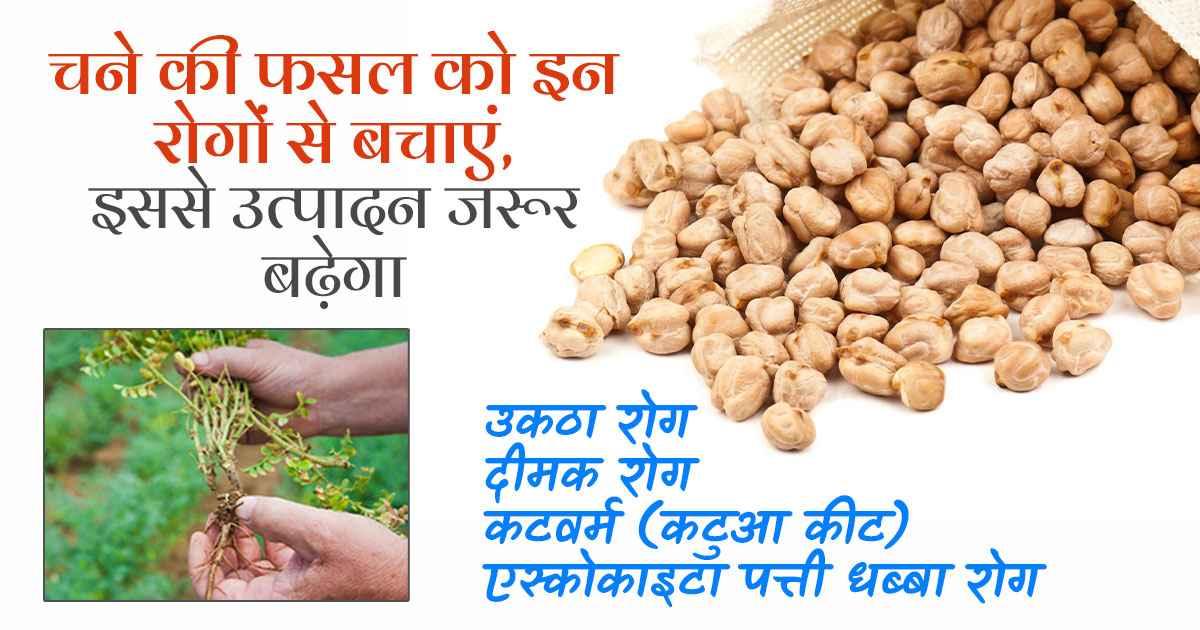 चना में रोगों का प्रकोप